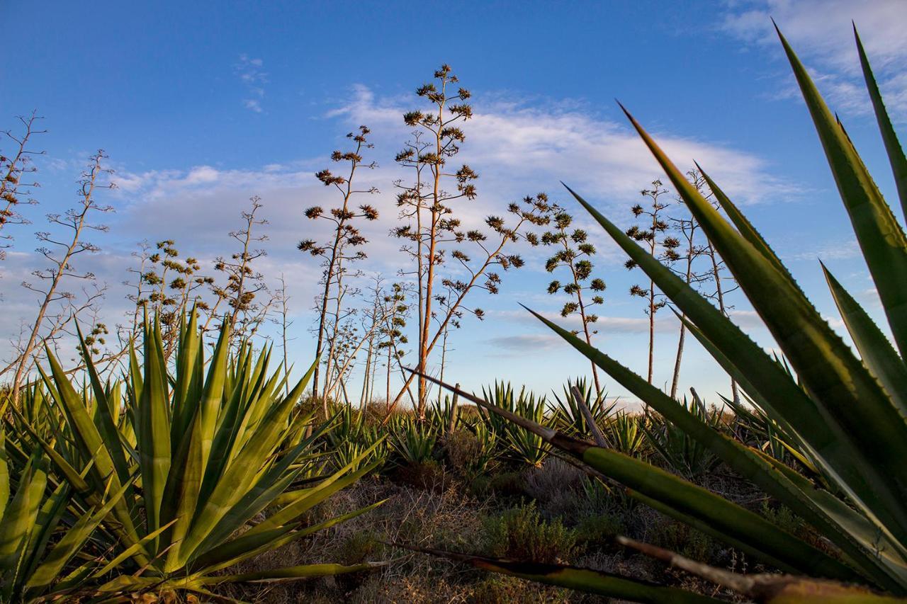 La Palmera. El Amanecer En El Parque Natural Agua Amarga  Exteriér fotografie